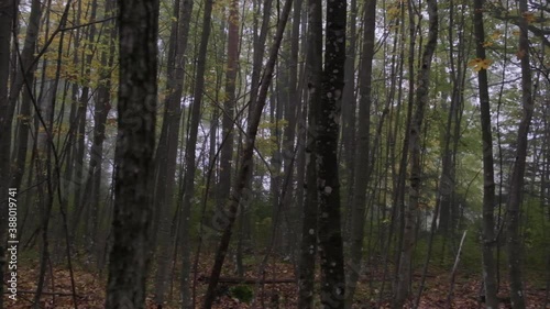 Wallpaper Mural misty forest in the morning  Torontodigital.ca