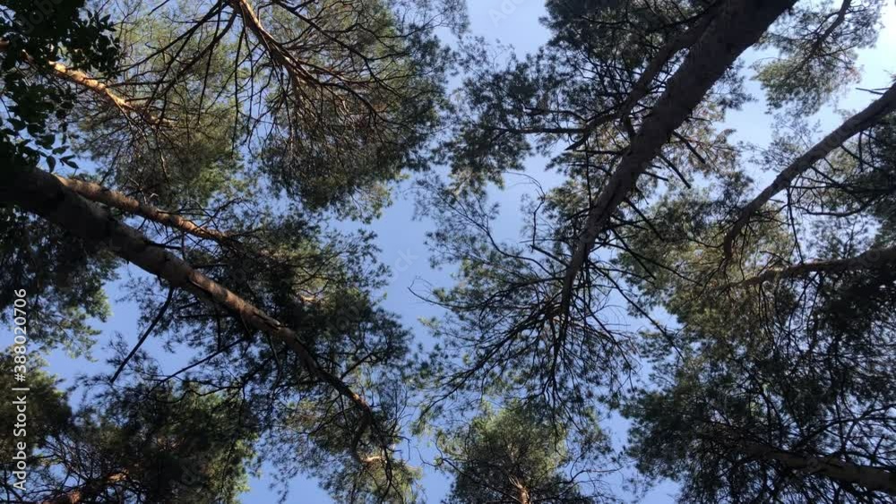 View around in the autumn forest. Smooth movement of the camera.
