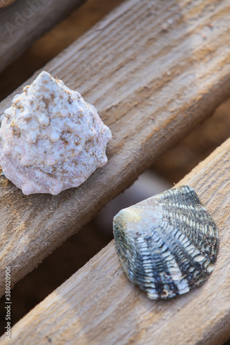 sea shells on wooden background