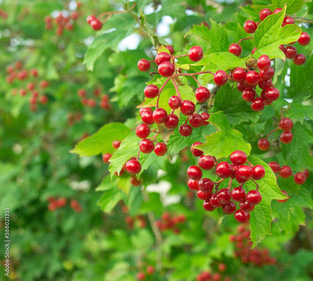 Bunch of red viburnum berries on a branch. Red viburnum vulgaris branch in the garden. Viburnum (viburnum opulus) berries and leaves outdoor in autumn fall 