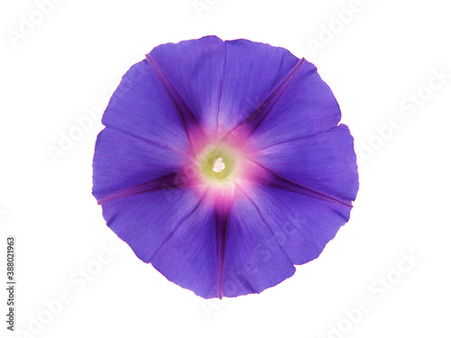 Purple flower of Morning glory isolated on white background, Ipomoea purpurea
 photo