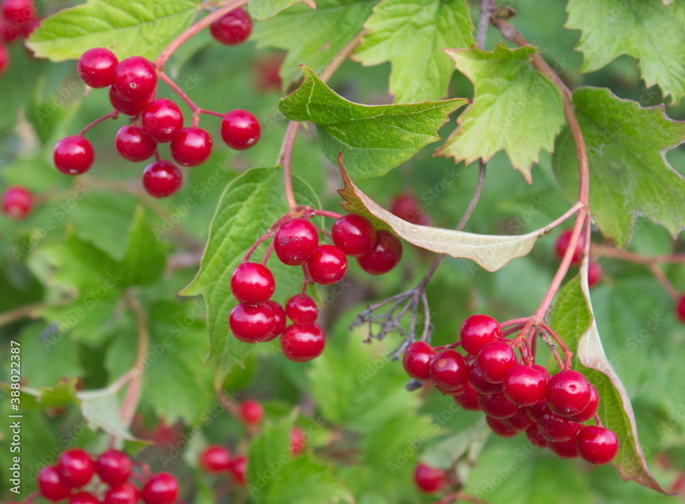 Bunch of red viburnum berries on a branch. Red viburnum vulgaris branch in the garden. Viburnum (viburnum opulus) berries and leaves outdoor in autumn fall Bunch of red viburnum berries on a branch. Red viburnum vulgaris branch in the garden. Viburnum (viburnum opulus) berries and leaves outdoor in autumn fall