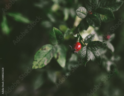 Moody Rosehip in Autumn Sunset