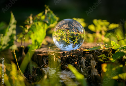 Lensball laying on the tree stump with autumn forest in the background.