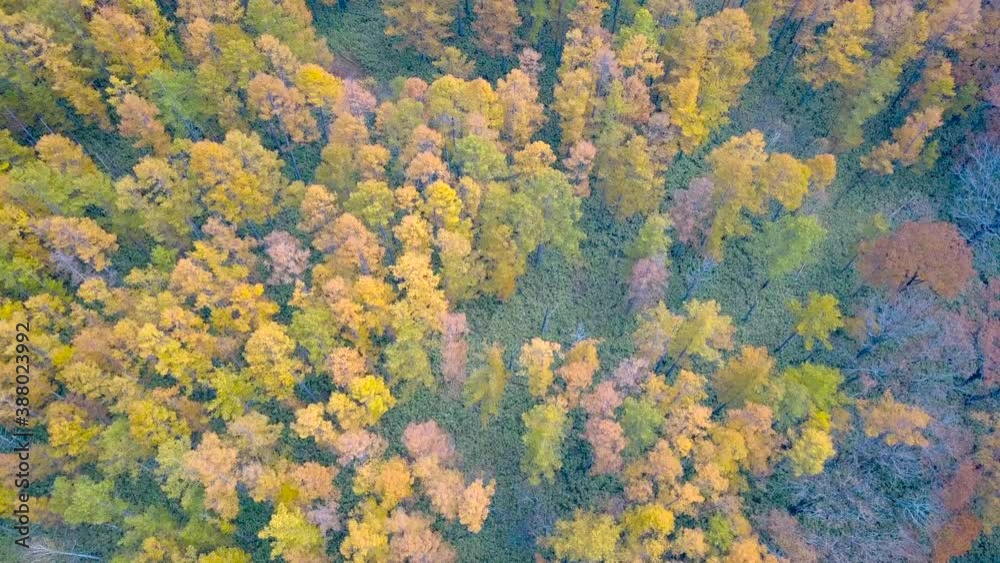 秋-紅葉-ドローン空撮-森-湖-日光-栃木-日本 秋-紅葉-ドローン空撮-森-湖-日光-栃木-日本