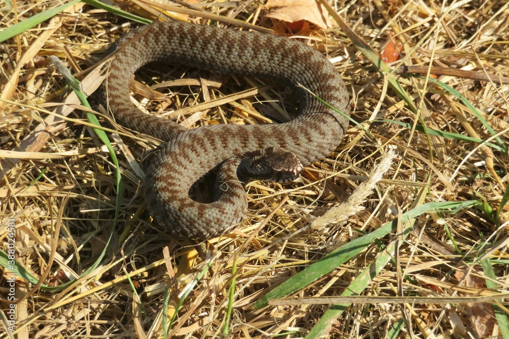 Obraz premium Brown steppe viper snake on natural grass background at fall