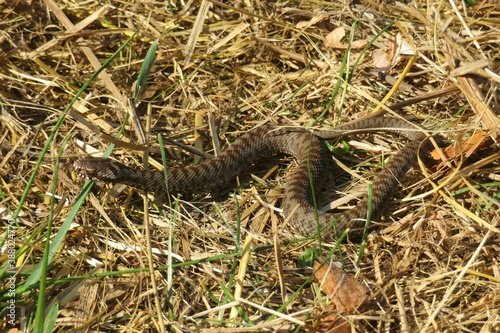 Steppe viper on the grass in european village