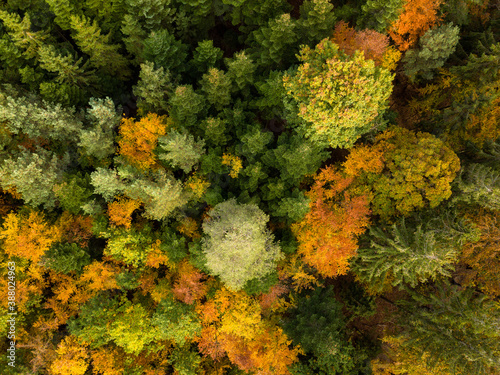 Aerial view of autumn forest. Fall landscape with red, yellow and green foliage as seen from above. © Frank Gärtner
