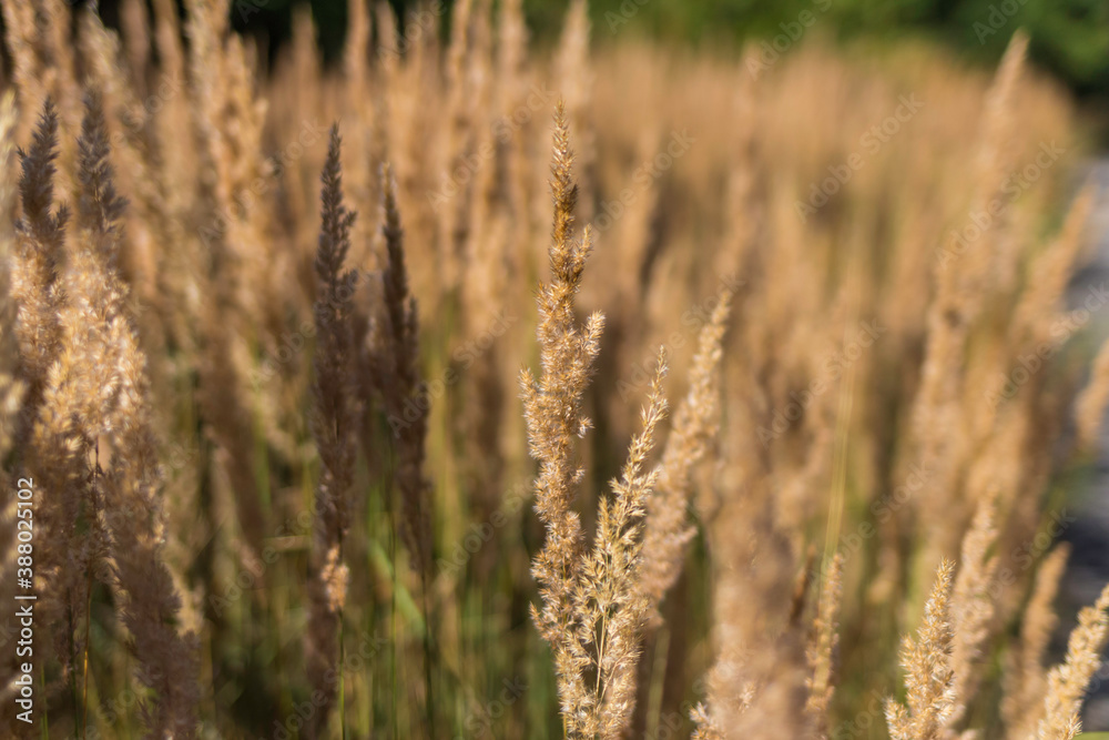 Dry and wild spikelet of outdoor grass Dry and wild spikelet of outdoor grass