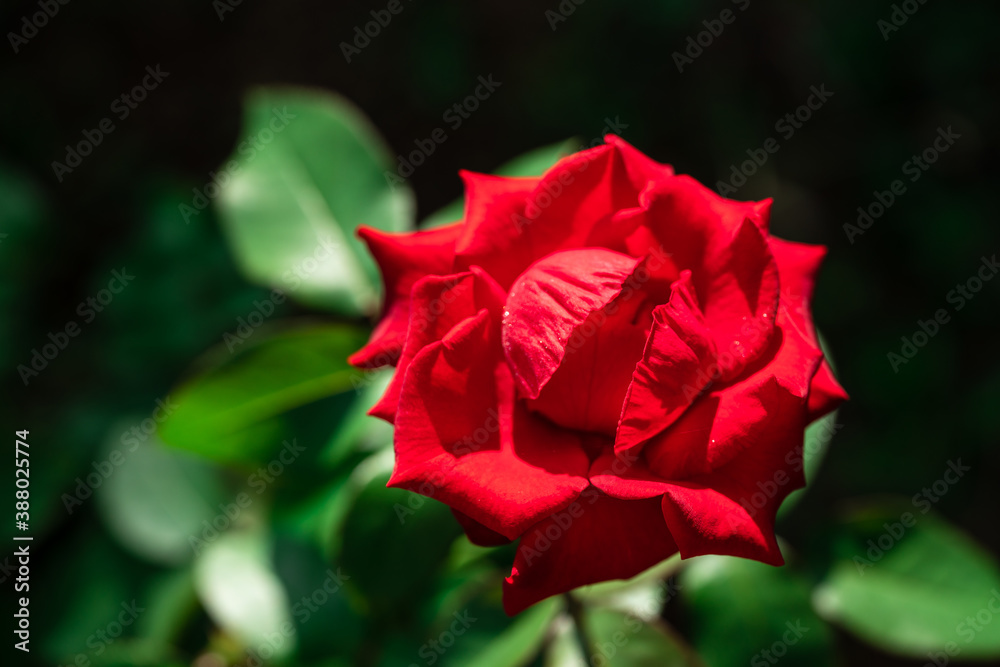 Red rose on black background wallpaper Red rose on black background wallpaper