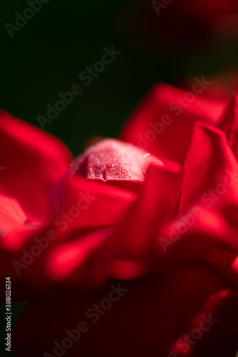 Fototapeta Naklejka Na Ścianę i Meble -  Red rose closeup on black background wallpaper.