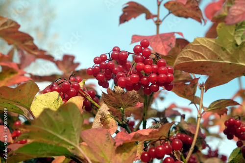 Red viburnum bunch with ripe berries hangs on the branch in front blur autumn background closeup view