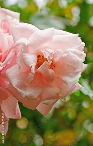 Pale pink flower of the New Dawn climbing rose