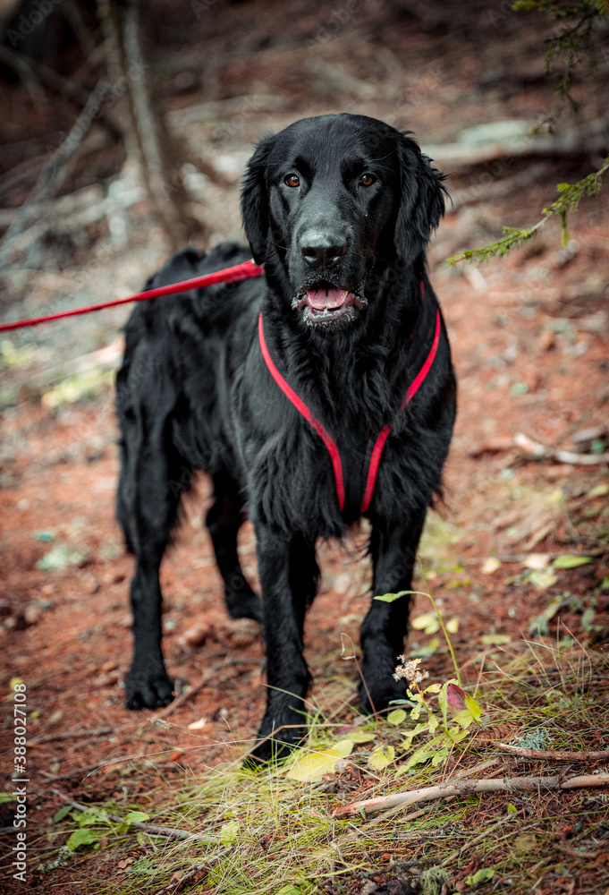 portrait of a handsome flat coated retriever