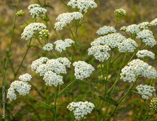 Yarrow Common (Achillea millefolium) white flowers close up on green blurred grass background, selective focus. Medicinal wild herb Yarrow. Healing plants concept