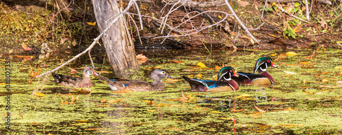 Three male wood ducks and one female.  The last duck has his eclipse plumage. photo