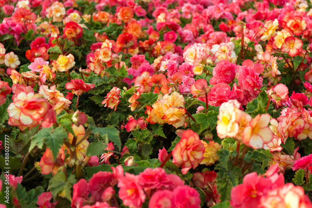 Pink and yellow beautiful begonia flowers field texture. Close up floral background.