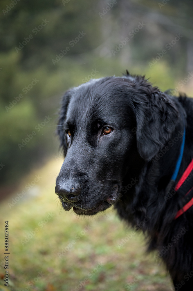 portrait of a handsome flat coated retriever portrait of a handsome flat coated retriever