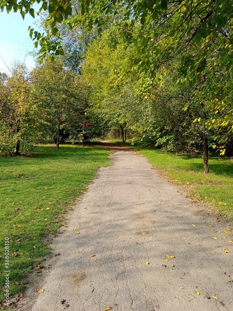 Fototapeta premium path in the park