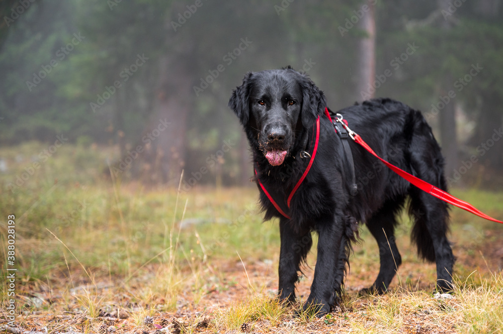 handsome flat coated retriever in the misty forest handsome flat coated retriever in the misty forest