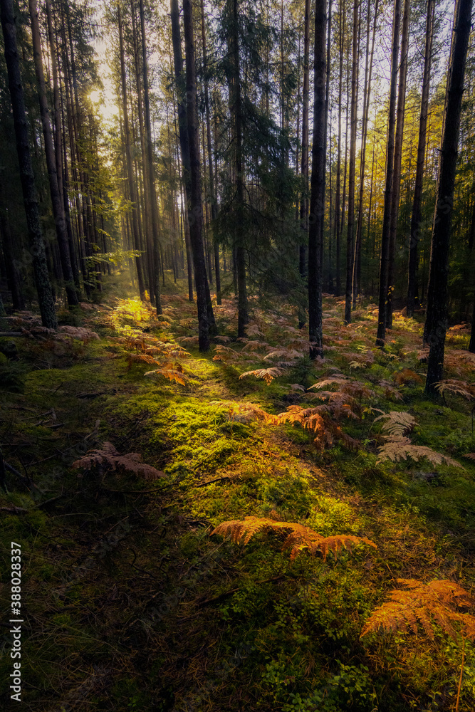 Obraz premium forest in autumn light and colors