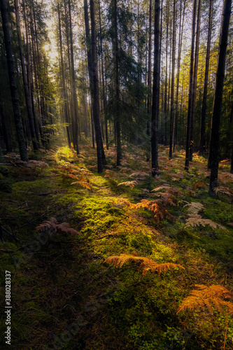 forest in autumn light and colors