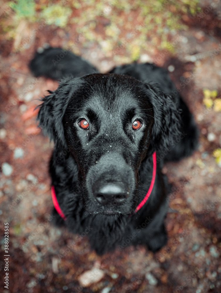portrait of a handsome flat coated retriever from above