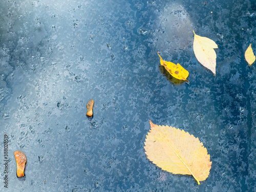 yellow fallen leaves stuck to damp windshield outdoors on rainy autumn day