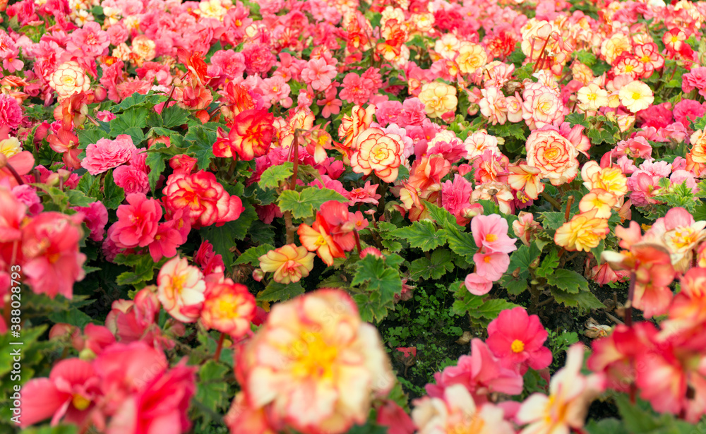 Pink and yellow beautiful begonia flowers field texture. Close up floral background. Pink and yellow beautiful begonia flowers field texture. Close up floral background.