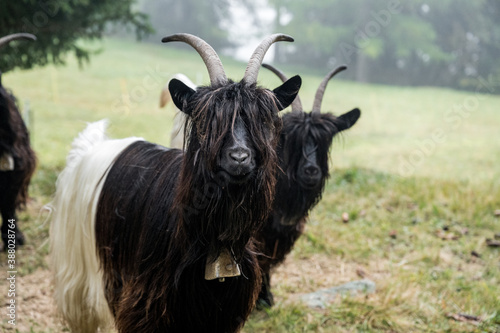 Valais Blackneck goat on a misty autumn day