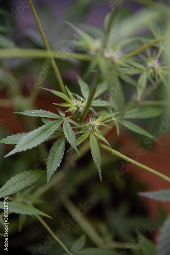 Marijuana PreFlower Budding  photo