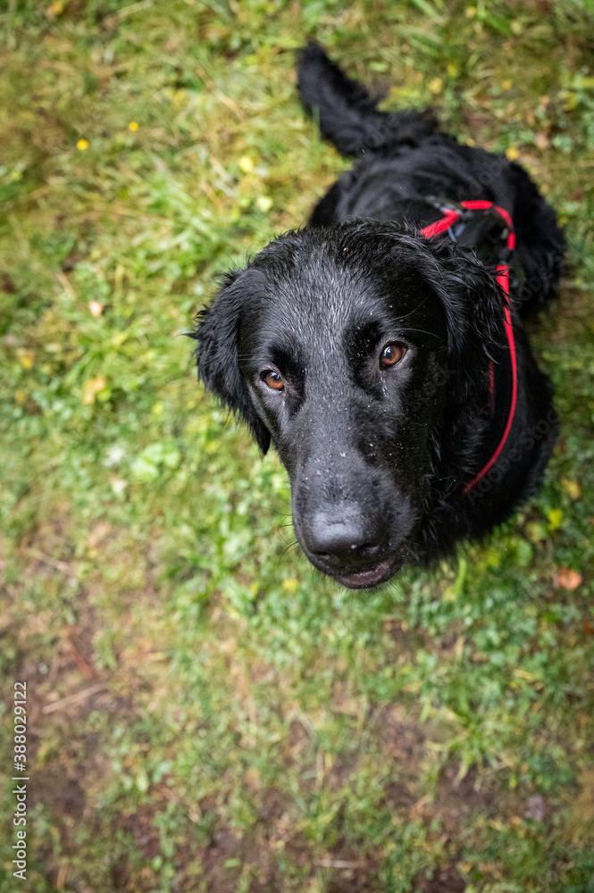 portrait of a handsome flat coated retriever