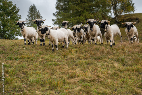 herd of curious valais black nose sheep