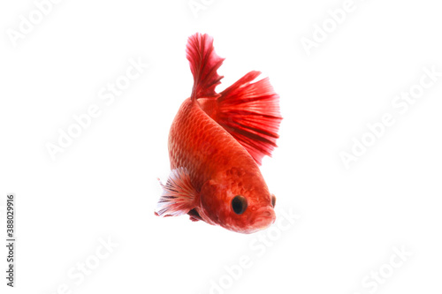 Red beautiful Siamese fighting fish short tail and fin swimming (Halfmoon red dragon betta ) isolated on white background. action fish splendens.