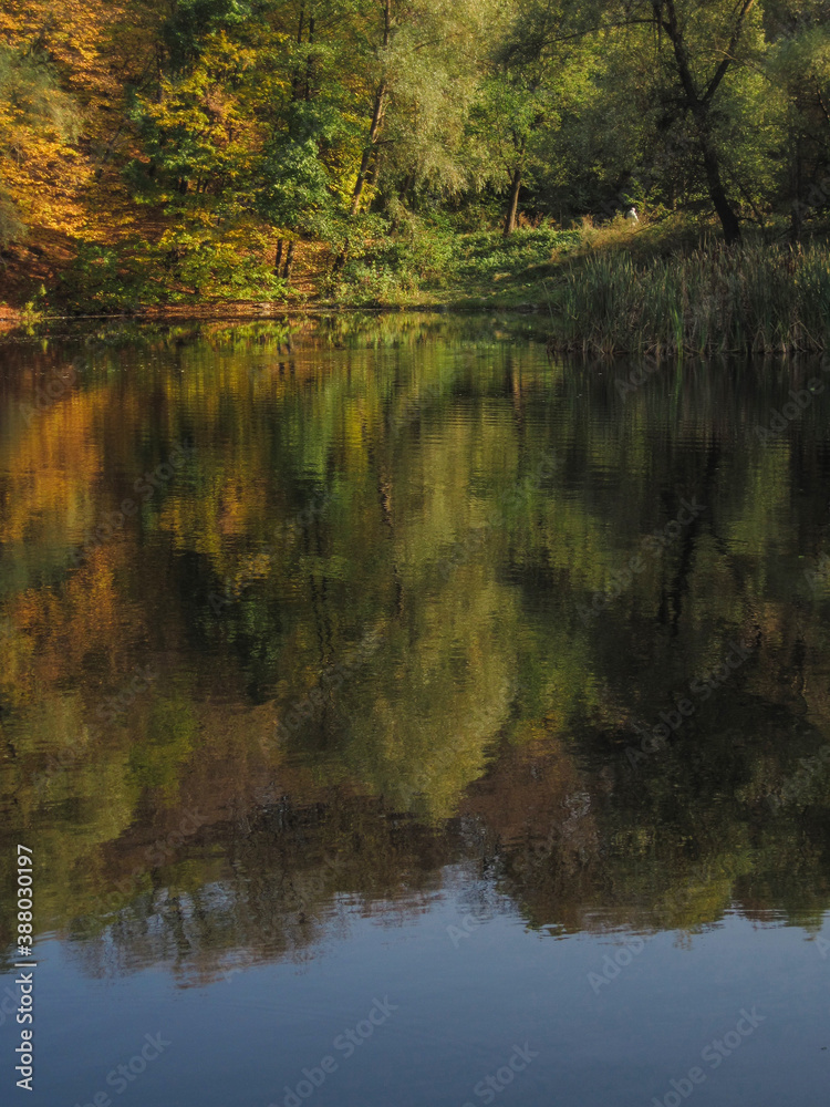 reflection of trees in the water