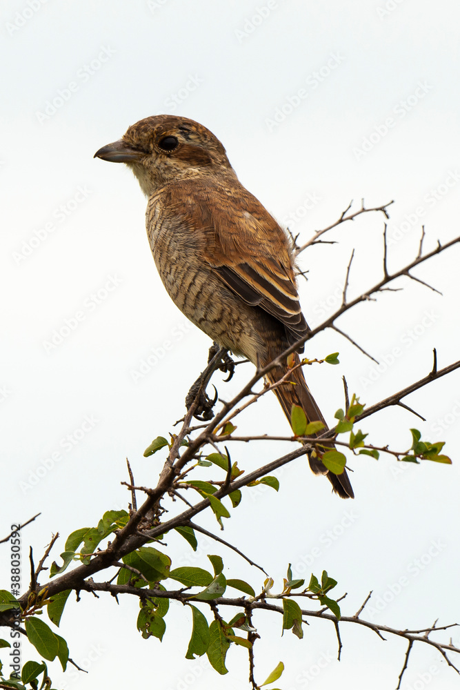 Pie grièche fiscale, jeune,.Lanius collaris, Southern Fiscal Pie grièche fiscale, jeune,.Lanius collaris, Southern Fiscal