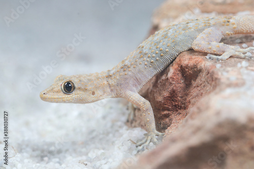 Kotschy's gecko, Mediodactylus kotschyi portrait photo