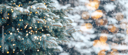 Christmas tree without decorations outdoor in park with bokeh, beautiful blue spruce snow fall © Anastassiya 