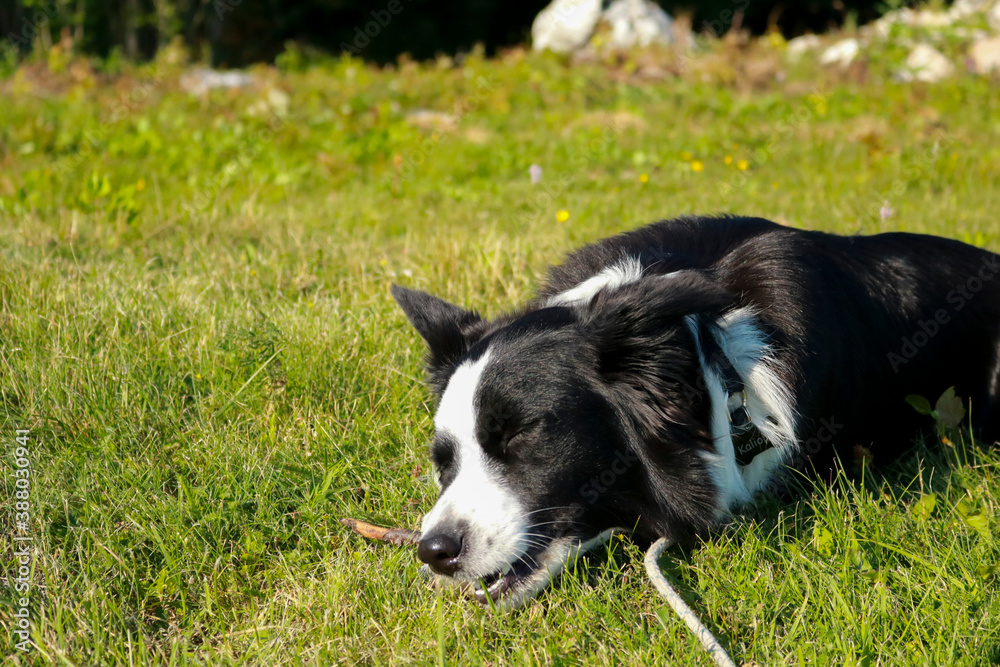 Border collie in un prato verde, animali e paesaggi in Italia Border collie in un prato verde, animali e paesaggi in Italia
