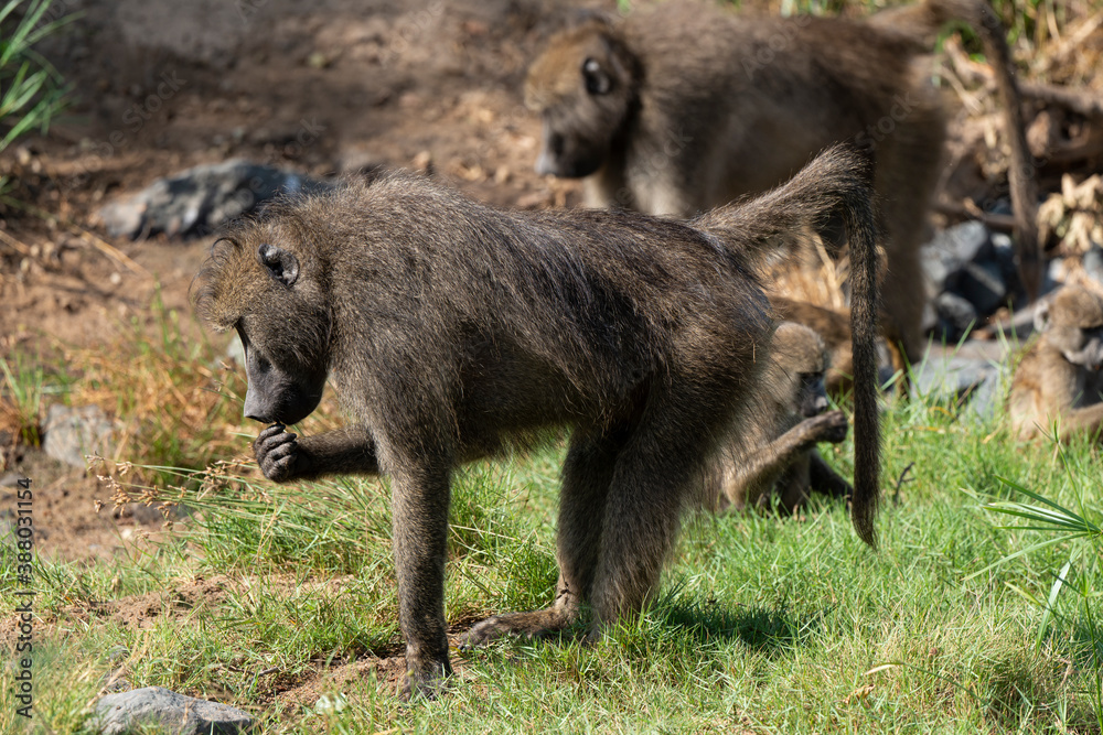 Babouin chacma, Papio ursinus , chacma baboon, Parc national Kruger, Afrique du Sud Babouin chacma, Papio ursinus , chacma baboon, Parc national Kruger, Afrique du Sud