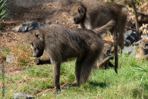 Babouin chacma, Papio ursinus , chacma baboon, Parc national Kruger, Afrique du Sud