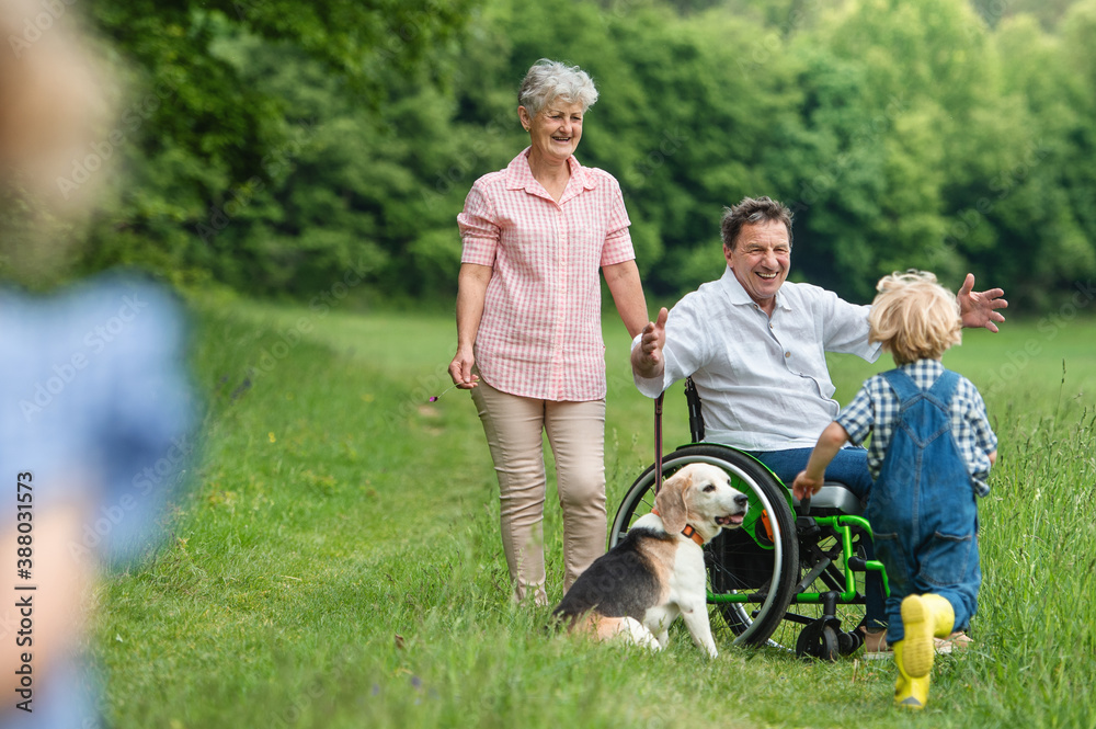 Obraz premium Small children with senior grandparents and dog on a walk on meadow in nature.