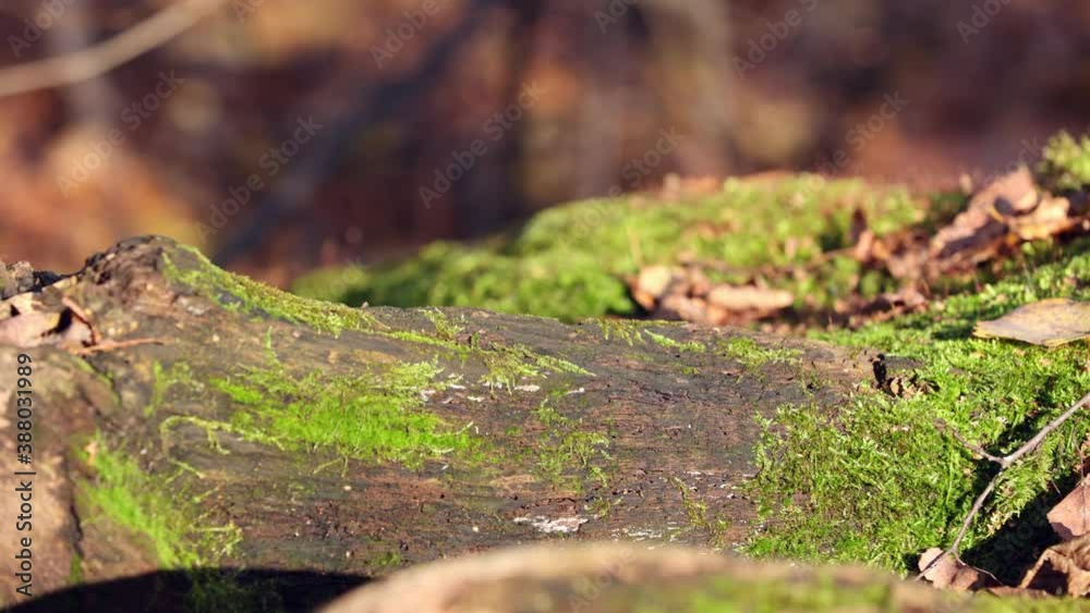 Navigation Old Retro Compass With Magnetic Needle Lying On A Tree Stump In The Forest In Autumn Weather. Slider Shot. Navigation Old Retro Compass With Magnetic Needle Lying On A Tree Stump In The Forest In Autumn Weather. Slider Shot.