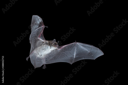 Meervleermuis, Pond bat, Myotis dasycneme