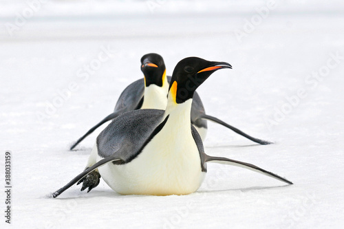 Emperor Penguin  Aptenodytes forsteri
