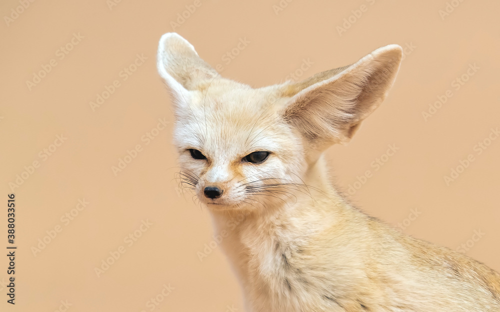 Fennec Fox, Vulpes zedra