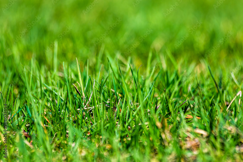 Green grass close-up in the focus Green grass close-up in the focus