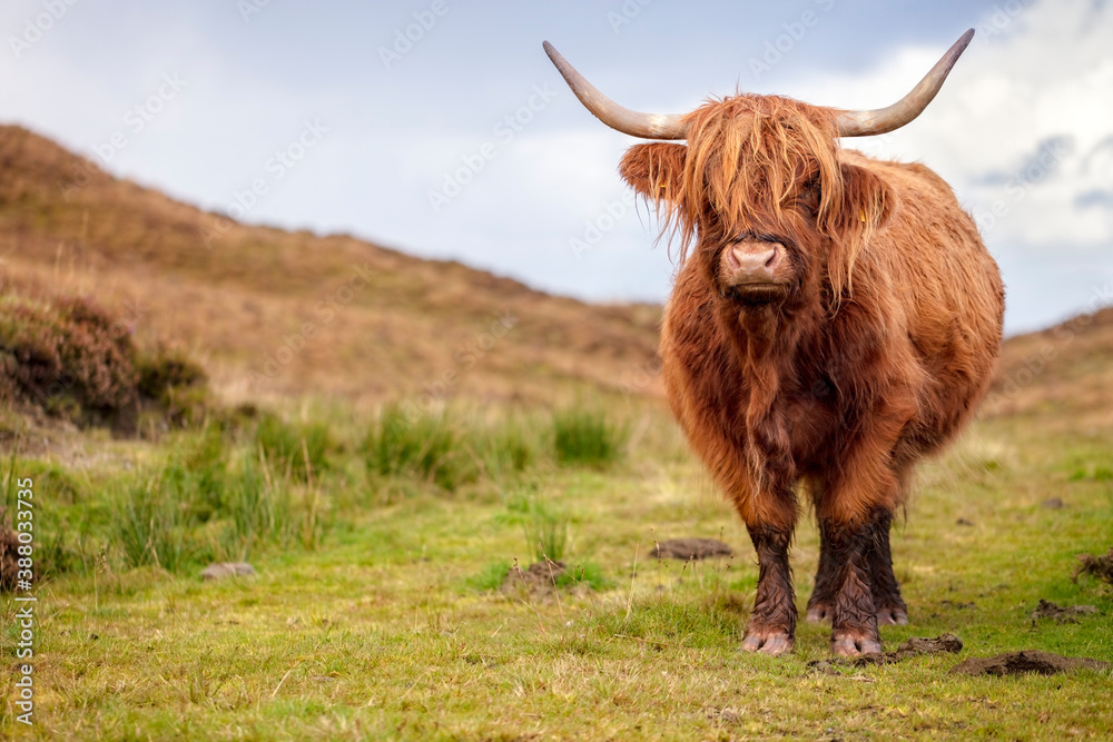 Scottish Highland Cow on the Isle of Skye, Scotland - obrazy, fototapety, plakaty 