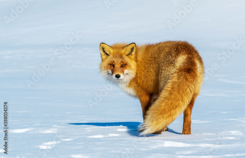 Ezo Red Fox  Vulpes vulpes schrencki