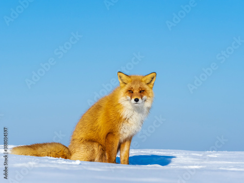 Ezo Red Fox, Vulpes vulpes schrencki